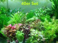 ✅NEU✅ 40x Aquariumpflanzen Set XXL Bunde, Wasserpflanzen Mix 1 Berlin - Mitte Vorschau