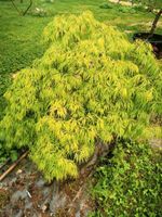 Japanischer Ahorn Acer palmatum dissectum Bayern - Bogen Niederbay Vorschau