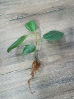Verkaufe Gummibaum Ableger mit Wurzeln rasant wachsend Pflanzen Bayern - Moosbach b. Vohenstrauß Vorschau