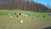 Hühnerpatenschaft Hühner Eier Patenschaft Hühner Eierabo Abo Bayern - Moosbach b. Vohenstrauß Vorschau