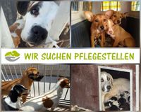 Pflegestellen gesucht Tierschutzverein Hund SALVA Hundehilfe e.V. Leipzig - Alt-West Vorschau