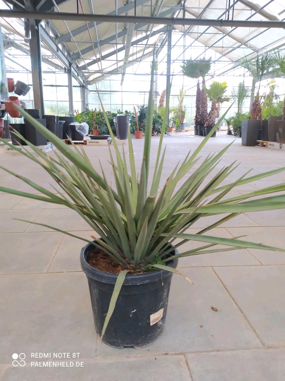 Yucca potosina 90cm gebraucht kaufen  Centrum