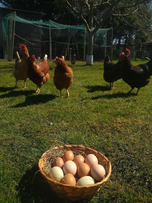 Frische Hühnereier & Wachteleier zu verkaufen - Ninis Eierlädchen in Petershagen