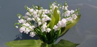 Maiglöckchen Kunstblume sehr schön Blume ca 20 cm Kreis Pinneberg - Quickborn Vorschau