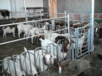 Fressgitter/Melkstandgitter für Ziege Schafe Lämmer Melkstand Hessen - Trendelburg Vorschau