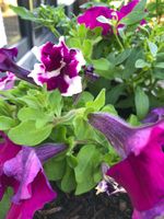 PETUNIE Mischung, Violett-Töne, Blumensamen, Samen, 1,50€ Nordrhein-Westfalen - Eschweiler Vorschau