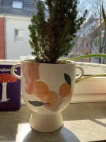 H&M Steingut Blumentöpfe Kooperation, ausverkauft Lindenthal - Köln Sülz Vorschau