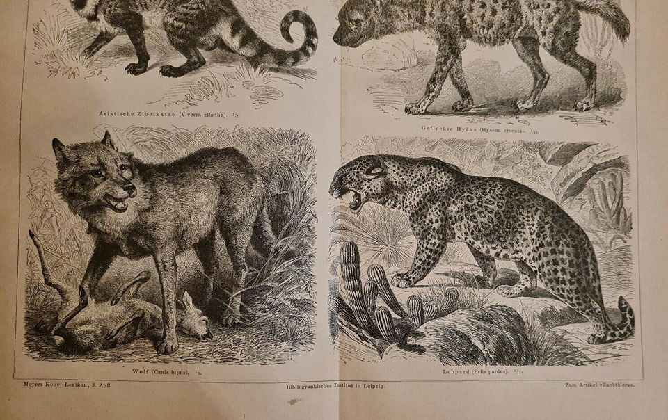 Raubthiere I ORIGINAL-STICH von 1878 M3 Hyäne Wolf Leopard Raubtiere... 