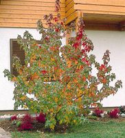 Säulen-Amberbaum Liquidambar styraciflua 'Slender Silhouette' Nordrhein-Westfalen - Simmerath Vorschau