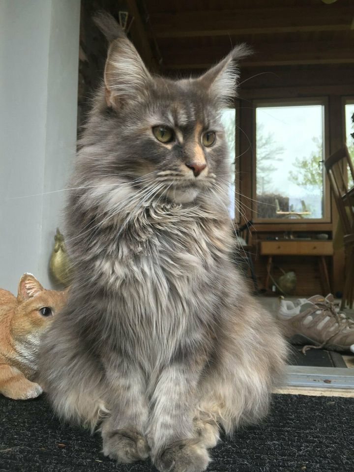 Maine Coon Katze Freya vermisst /gestohlen - Belohnung in Hessen - Maintal  | Katzen und Hunde entlaufen | eBay Kleinanzeigen