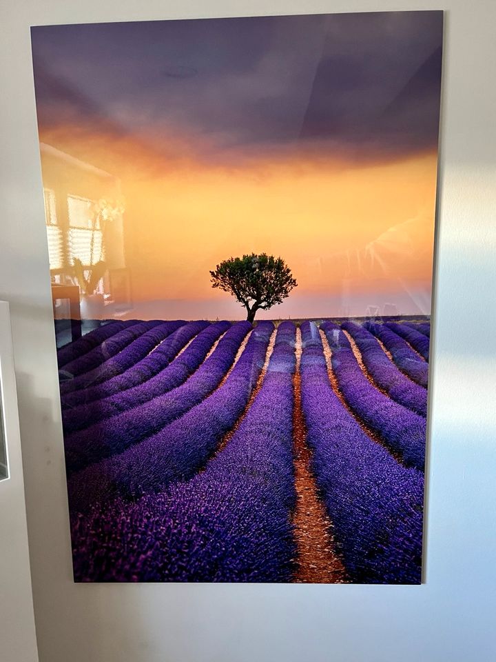 Wandbild - Bild - Lavendel - Provence - 120 x 80 cm Alu-Dibond in Leipzig