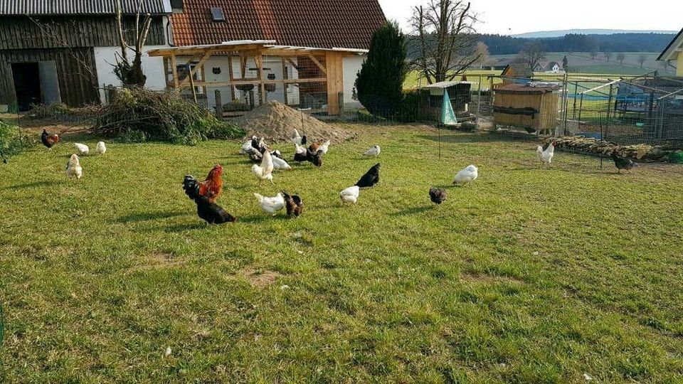 Verkaufe 10 Eier Hühnereier Schachtel Eier Bruteier viele Rassen in Moosbach b. Vohenstrauß