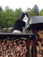 Katze immer noch schmerzlich vermisst!!! Bitte um Mithilfe Sachsen - Großdubrau Vorschau