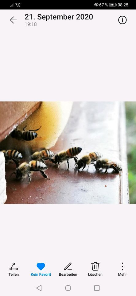 Fange Bienenschwärme, ehrenamtlich und unentgeltlich in Eschwege