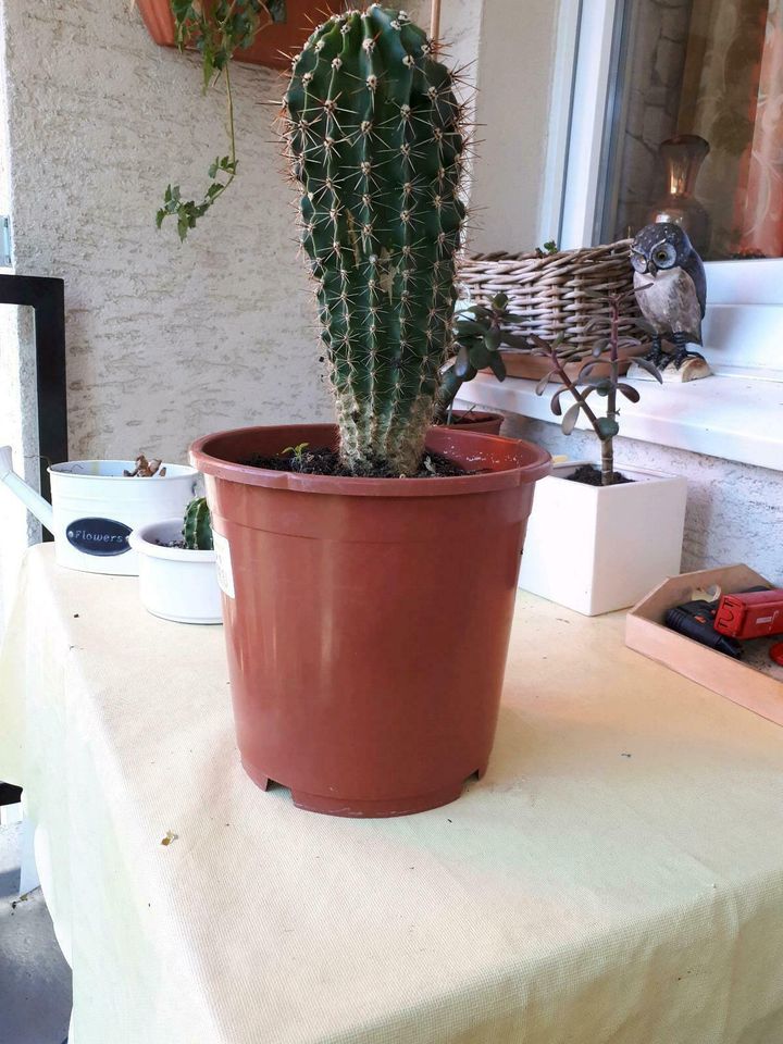 Kaktus um die 28 cm.gross. in Köln