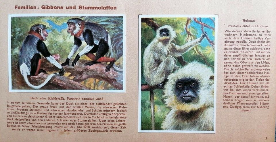 Wunder der Tierwelt - Sammelalbum Zigarettenbilder 30er Jahre in Tecklenburg