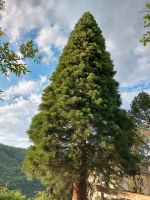 Mammutbaum (Sequoiadendron giganteum) frische  Samen Rheinland-Pfalz - Lahnstein Vorschau
