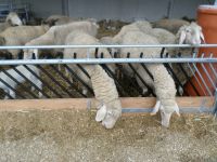 Futtertischhorde für Schafe Lämmer Bock Raufe Suffolk Merino Heu Hessen - Trendelburg Vorschau