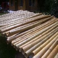 5 Stück Bambus - Stangen 200 x  8-10 cm Bamboo stick inkl Versand Hude (Oldenburg) - Nordenholz Vorschau