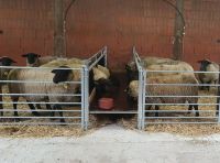 Futtertischgang - Raufe für Schafe Lämmer Suffolk Texel Silo Heu Hessen - Trendelburg Vorschau
