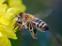 Bienenschwarm einfangen kostenlos Niedersachsen - Klein Berßen Vorschau