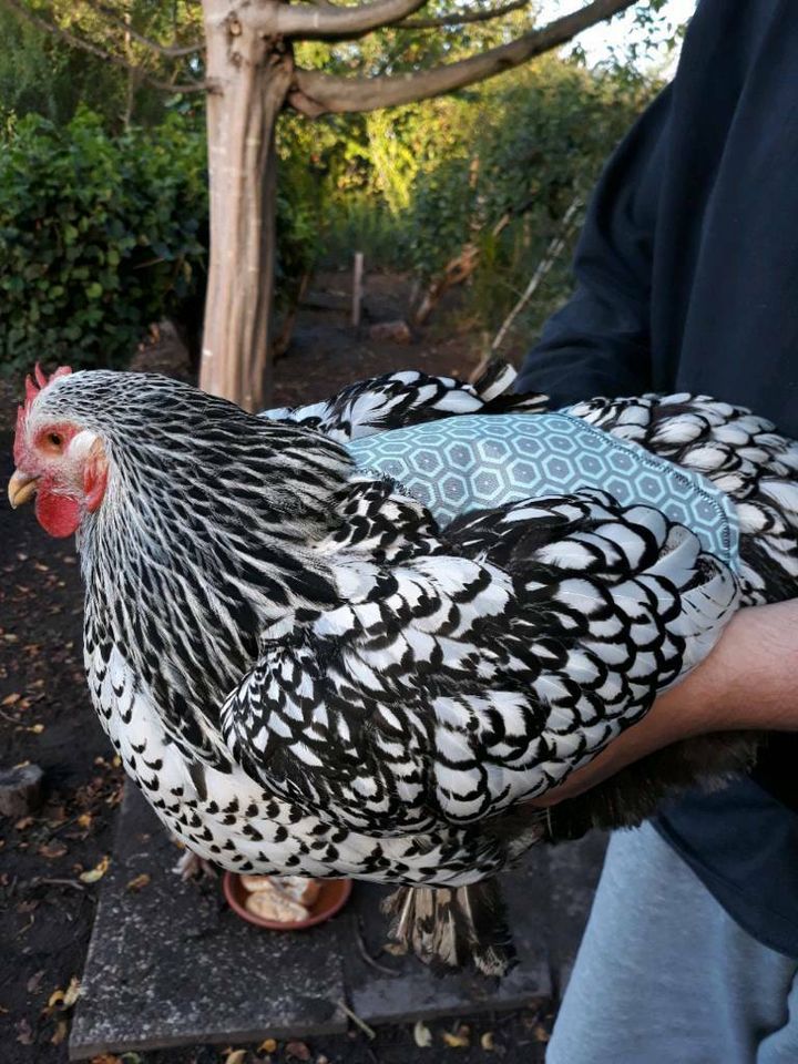 Geflügelschürze mit Einzelband Geflügelpflegezubehör für Hühnergeflügel in Standardgröße Facynde Hühnersattel für Hühner Hühnersattelschürze