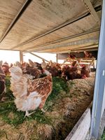 Suppenhühner aus dem Hühnermobil / Freilandhaltung/ Fleisch/Eier Nordrhein-Westfalen - Porta Westfalica Vorschau
