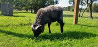 Heidschnucken Schafe Böcke zu verkaufen Sachsen-Anhalt - Zahna Vorschau