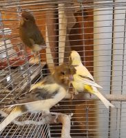 Kanarienvögel Hauben Kanarien Vogel Außenvoliere gelb-gescheckt Niedersachsen - Peine Vorschau
