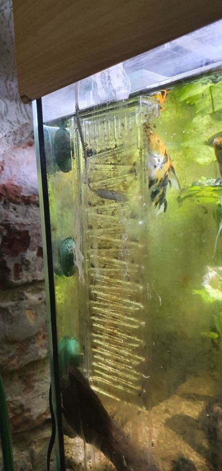 Aquarium Komplettset mit Besatz in Berlin